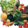 agricole